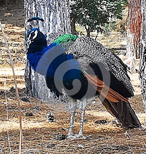 Blue Peacock Peacock feathers