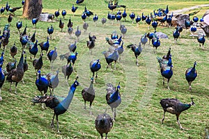 Blau pfau 