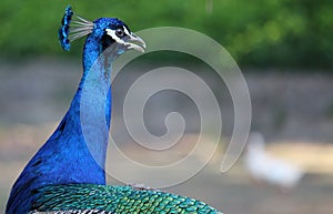 Blue Peacock Phasianidae