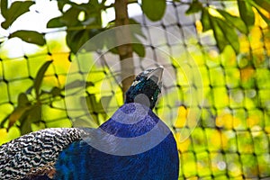 Blue peacock portrait close up