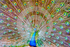Blue Peacock show features