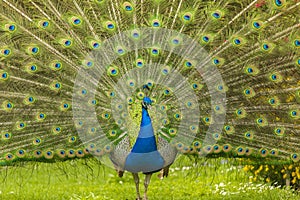 Blue Peacock spreading its tail