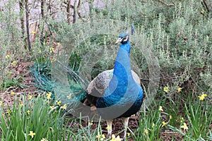 A blue peacock staring still in the field