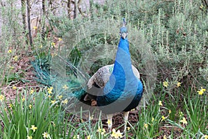 A blue peacock staring still in the field
