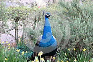 A blue peacock staring still in the field