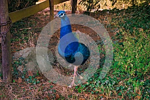 Blue peacock