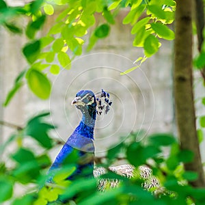 Blue peacock walking throught park