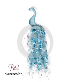 Blue peacock watercolor Vector. Blue colorful bird illustration painted style