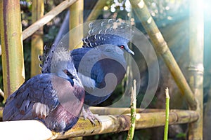 Blue peacocks with red eyes in Loro Park (Loro Parque), Tenerife