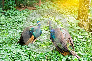 Blue peacocks at the zoo