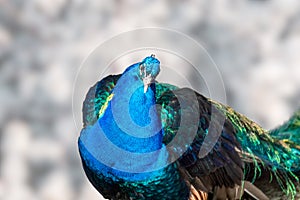 Blue peafowl with long colourful feathers walking