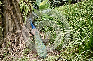 blue peafowl (Pavo cristatus)