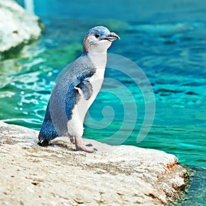 Blue penguin