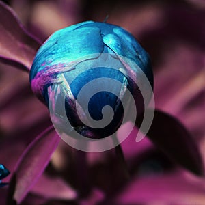 Blue peony bud with purple background