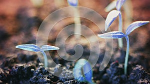 Blue pepper plants growing, unearthy futuristic background design