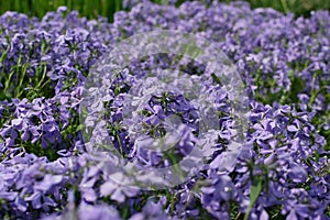 Blue perfume creeping Phlox divaricata or Phlox divaricata flowers