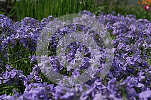 Blue perfume creeping Phlox divaricata or Phlox divaricata flowers