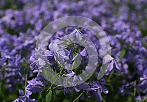 Blue perfume creeping Phlox divaricata or Phlox divaricata flowers