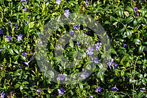 Blue periwinkle flowers with green leaves in early spring in the forest