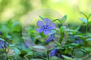 Blue periwinkle Vinca minor