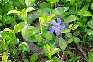 Blue periwinkle (vinca minor)