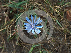 Blue petals of a plant. Chicory closeup.