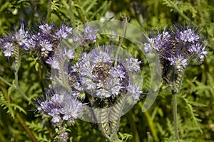 Blue phacelia