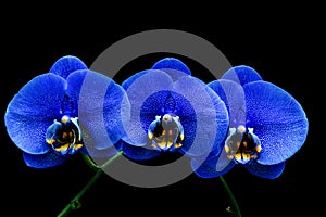 Blue phalaenopsis orchids with black background