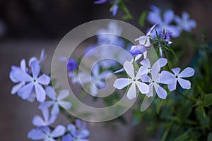 Blue Phlox flowers,Phlox divaricata`Clouds of Perfume`