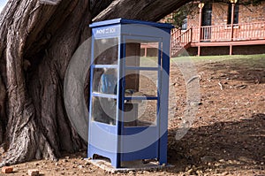 Blue phone box with old tree in Tasmania, Australia