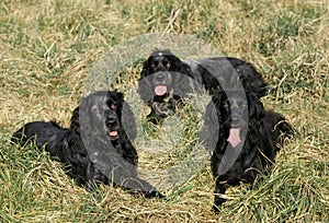 Blue Picardy Spaniel Dog laying on Grass