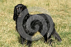 Blue Picardy Spaniel Dog standing on Grass
