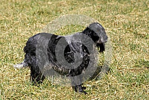 Blue Picardy Spaniel Dog standing on Grass