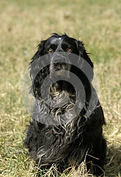 Blue Picardy Spaniel, Dog standing on Grass