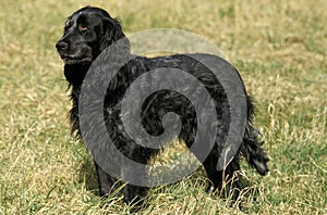 Blue Picardy Spaniel, Dog standing on Grass