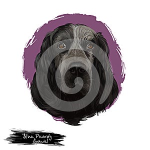 Blue Picardy Spaniel, Epagneul Bleu de Picardie, Bleu Picard dog digital art illustration isolated on white background. French