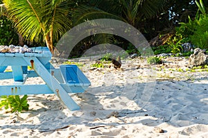 A blue picnic table on a white sandy beach with a chicken in the background