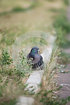 Blue pigeon on the kerb among the grass