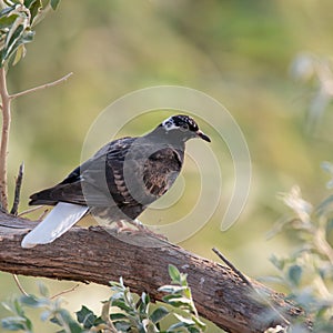 A blue pigeon sits on a tree branch. Columba livia. Close up
