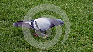 Blue pigeon about to take titbit on grass