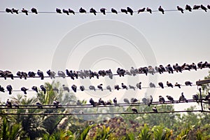 Blue pigeons settled on electric wires