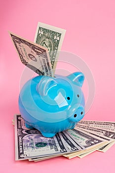 Blue piggy Bank with dollars on a pink background