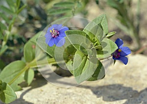 Blue Pimpernel