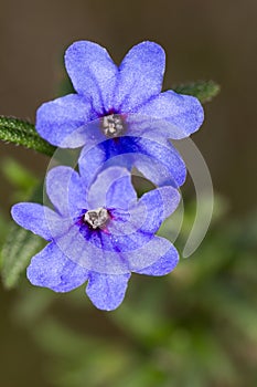 Blue Pimpernel (Anagallis arvensis subsp. foemina)