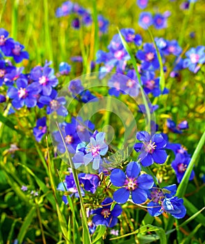 Blue Pimpernel, Flaxleaf Pimpernel `Gentian Blue` Anagallis monellii