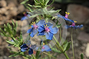 `Blue Pimpernel` flower - Anagallis Monelli