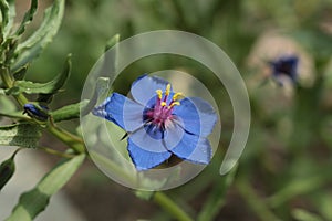 `Blue Pimpernel` flower - Anagallis Monelli