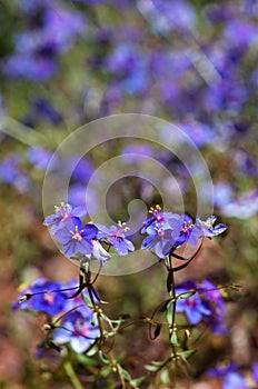 Blue pimpernel flowers on a field - Anagallis monelli