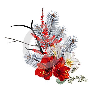 Blue pine branch, berries and amarilis, lilies flower composition. Fir tree branch. photo