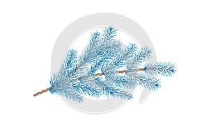 Blue pine branch. Fir tree branch.